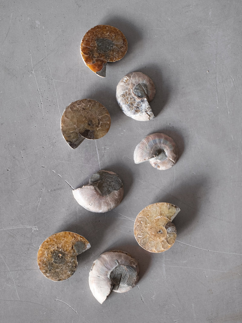 AMMONITE HALF
