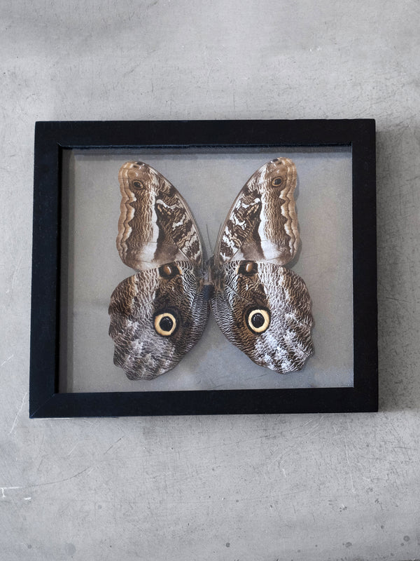 Owl Butterfly